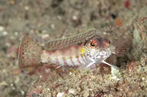 Tanjung: 80184486 Blackfin Sandperch dive site, Lembeh Straits