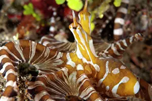 Skirt: 80184487 Wunderpus Octopus - hunting on black sand
