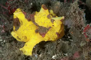 Frogfish: 80184488 Warty Frogfish dive site, Lembeh Straits