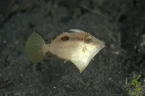 Filefish: 80184490 Shortsnout Filefish dive site, Lembeh Straits