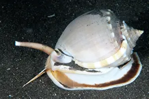 Bajo: 80184491 Helmet Shell - on black sand dive site