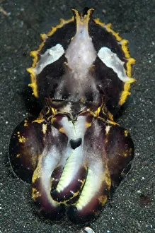 Defensive: 80184492 Pfeffer's Flamboyant Cuttlefish - in defensive