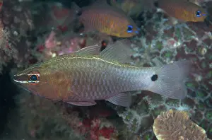 Bajo: 80184493 Hartzfeld's Cardinalfish - with Flower