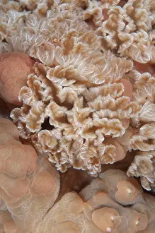 Mantle: 80184494 Lumpy Asteronotus Nudibranch - gills during