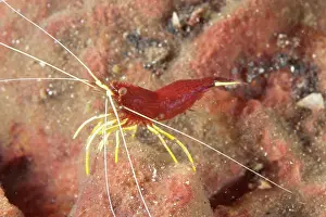 Jahir: 80184496 Red-striped Shrimp - with yellow legs on