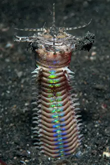 Alien: 80184498 Bobbit Worm - with jaws open outside of