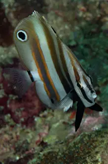 Butterflyfish: 80184499 Two-eyed Coralfish dive site, Lembeh Straits