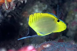 Butterflyfish: 80184500 Longnose Butterflyfish dive site, Lembeh