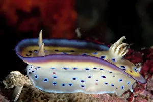 Skirt: 80184501 Kune's Chromodoris Nudibranch - displaying