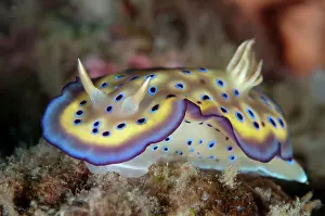 Skirt: 80184502 Kune's Chromodoris Nudibranch dive site