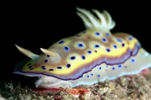 Skirt: 80184503 Kune's Chromodoris Nudibranch - feeding