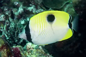 Butterflyfish: 80184504 Teardrop Butterflyfish dive site, Lembeh