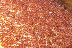 Anemonefish: 80184505 Anemonefish eggs Jahir dive site, Lembeh