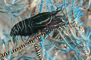 Retreat: 80184507 Striped Snapping Shrimp - on Crinoid dive