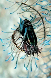 Retreat: 80184508 Striped Snapping Shrimp - on Crinoid dive