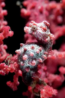 Retreat: 80184510 Pygmy Seahorse - on sea fan dive site