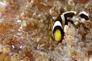 Retreat: 80184511 Saddleback Anemonefish - with Holthuis