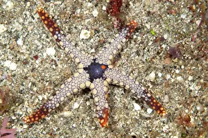 Retreat: 80184512 Heffernan's Sea Star dive site, Lembeh