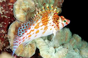 Retreat: 80184513 Dwarf Hawkfish dive site, Lembeh Straits