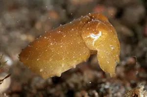 Pantai: 80184514 Broadclub Cuttlefish - Juvenile golden