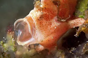 Pictus: 80184515 Painted Frogfish - yawning dive site, Lembeh