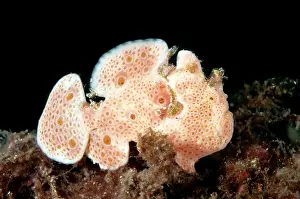 Pictus: 80184516 Painted Frogfish dive site, Lembeh Straits