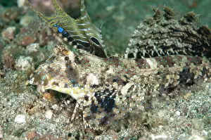 Lips: 80184517 Fingered Dragonet - with fins extended
