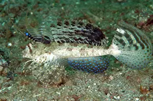 Lips: 80184518 Fingered Dragonet - with fins extended