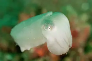 Pantai: 80184519 Broadclub Cuttlefish - Juvenile white color