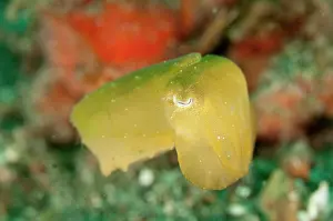 Pantai: 80184520 Broadclub Cuttlefish - Juvenile yellow