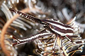 Lobster: 80184522 Striped Squat Lobster - on Crinoid dive