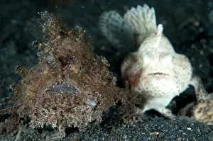 Striatus: 80184523 Striped Frogfish - pair on black sand dive