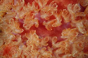 Feathery: 80184525 Spanish Dancer Nudibranch - gills during