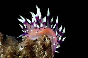 Flabellina: 80184526 Much-desired Flabellina Nudibranch dive
