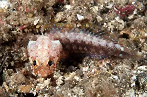 Jawfish: 80184527 Solar Jawfish - on black sand during nght