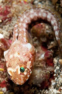 Jawfish: 80184528 Solar Jawfish - on black sand during nght