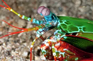 Smashing: 80184530 Smashing Mantis Shrimp - on black sand