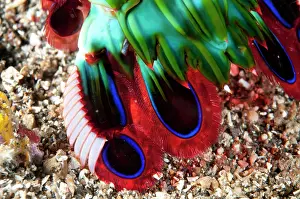Smashing: 80184531 Smashing Mantis Shrimp - tail detail on