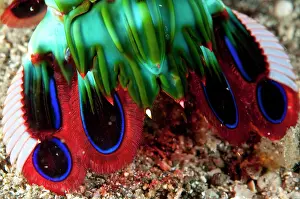 Smashing: 80184532 Smashing Mantis Shrimp - tail detail on
