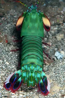 Smashing: 80184533 Smashing Mantis Shrimp - on black sand