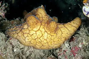 Nudi: 80184534 Black Velutnid Snail - during nght dive