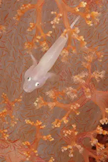 Glomerate: 80184535 Boldingh's Ghostgoby - in orange soft Glomerate