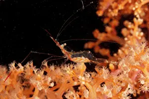 Bajo: 80184536 Gorgonian Shrimp - in orange soft Coral