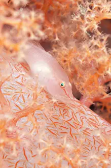 Glomerate: 80184537 Boldingh's Ghostgoby - in orange soft Glomerate