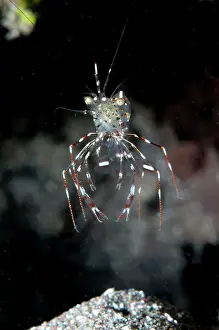 Cleaner: 80184538 Clear Cleaner Shrimp dive site, Lembeh
