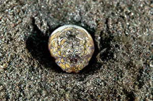 Napoleon: 80184539 Napoleon Snake Eel - in hole in black sand