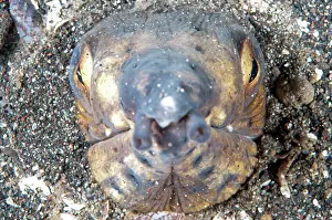 Buried: 80184540 Blacksaddle Snake Eel - in hole dive site
