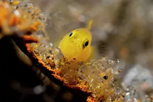 Rojos: 80184543 Ornate Goby dive site, Lembeh Straits