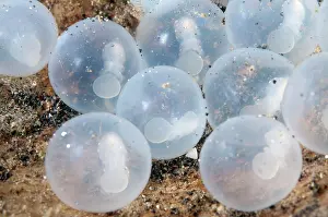 Metasepia: 80184544 Pfeffer's Flamboyant Cuttlefish eggs -