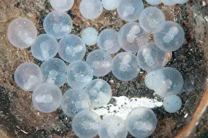 Metasepia: 80184545 Pfeffer's Flamboyant Cuttlefish eggs -